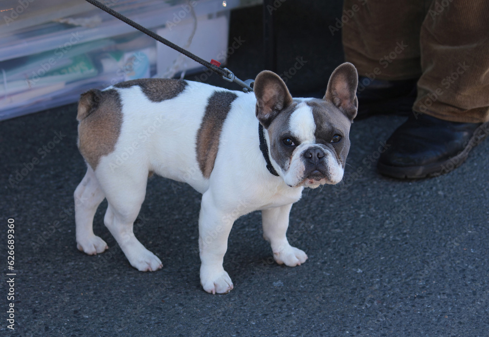 A french bull dog on a lead