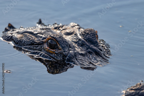 Wildlife of Florida American Alligators in Central Florida in rural Florida