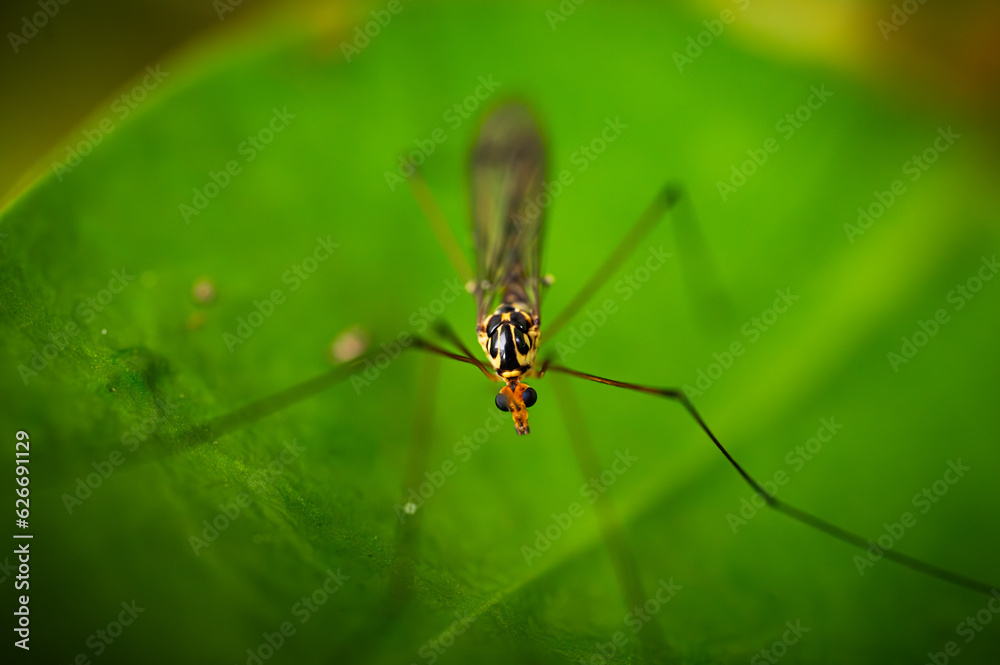 Fototapeta premium Insect on a green leaf