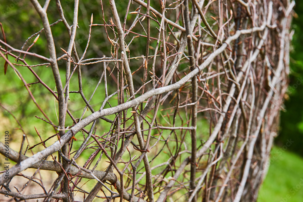 Curving ball of dead vines and twigs abstract art in Oxygen close up at Bernheim Forest Curving ball of dead vines and twigs abstract art in Oxygen close up at Bernheim Forest