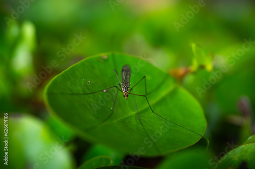 Insect on a green leaf © GithinTom