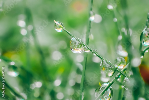 green grass with drops.Earth Day. Wet grass after rain.plant texture in green natural tones. herbal background.Beautiful drops on plants.Grass stems and water drops macro background. 