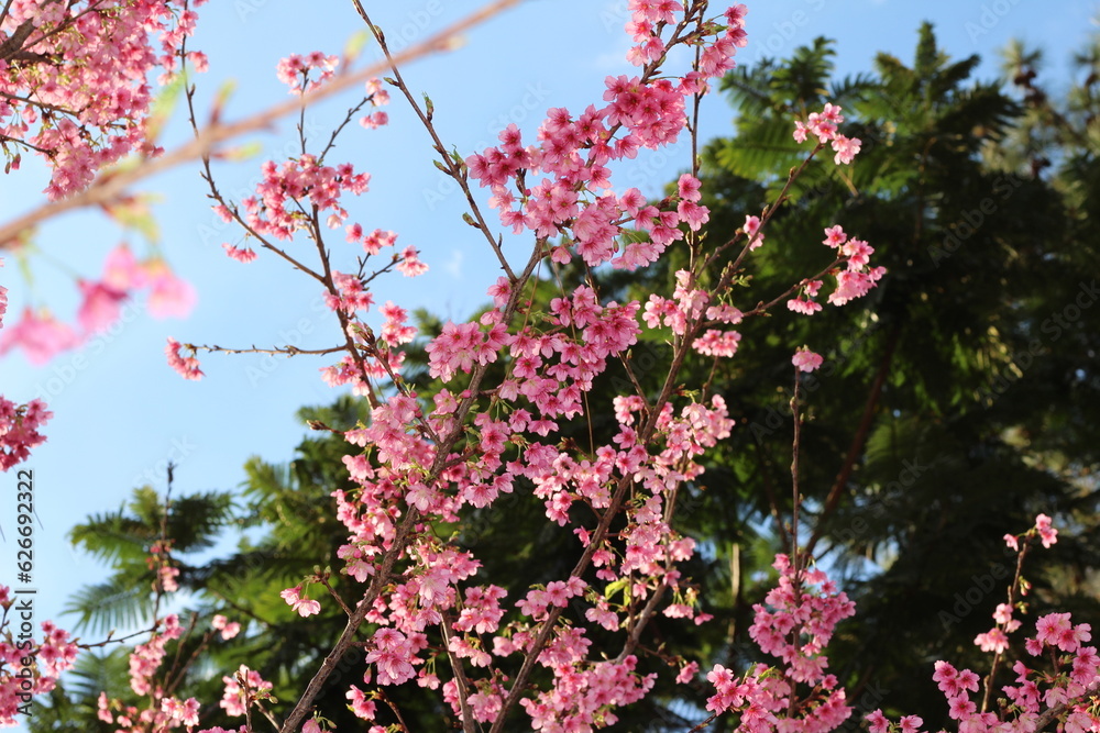 pink cherry blossom. pink cherry tree. pink, green and blue in nature. beautiful colors of nature.