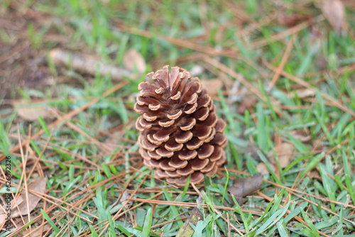 pine cone on the ground. pine cone on the grass. nature details. brown and green in nature.