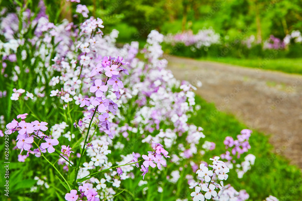 Close up of Dames Rocket perennial flowers on side of gravel road Close up of Dames Rocket perennial flowers on side of gravel road