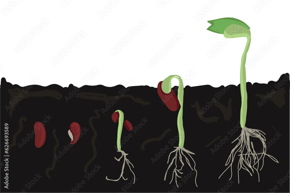Growth stages of bean plant. Bean growing stages vector illustration Stock Vector Adobe Stock