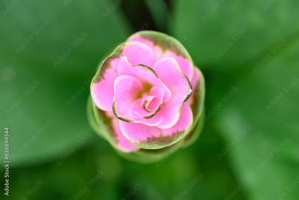 Pink Curcuma alismatifolia flower or Siam tulip blooming in rainy season, Thailand