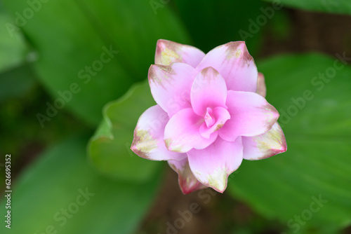 Pink Curcuma alismatifolia flower or Siam tulip blooming in rainy season  Thailand