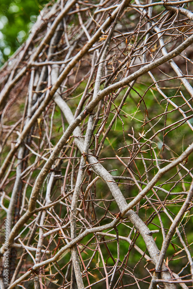 Abstract art of curving ball of vines with blurry tree background asset of Oxygen in Bernheim Forest