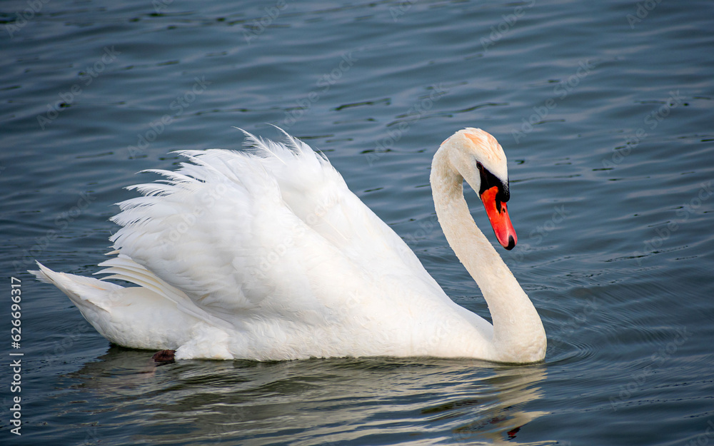 Closeup of a Mute Swan enjoying time at lake Ontario Closeup of a Mute Swan enjoying time at lake Ontario