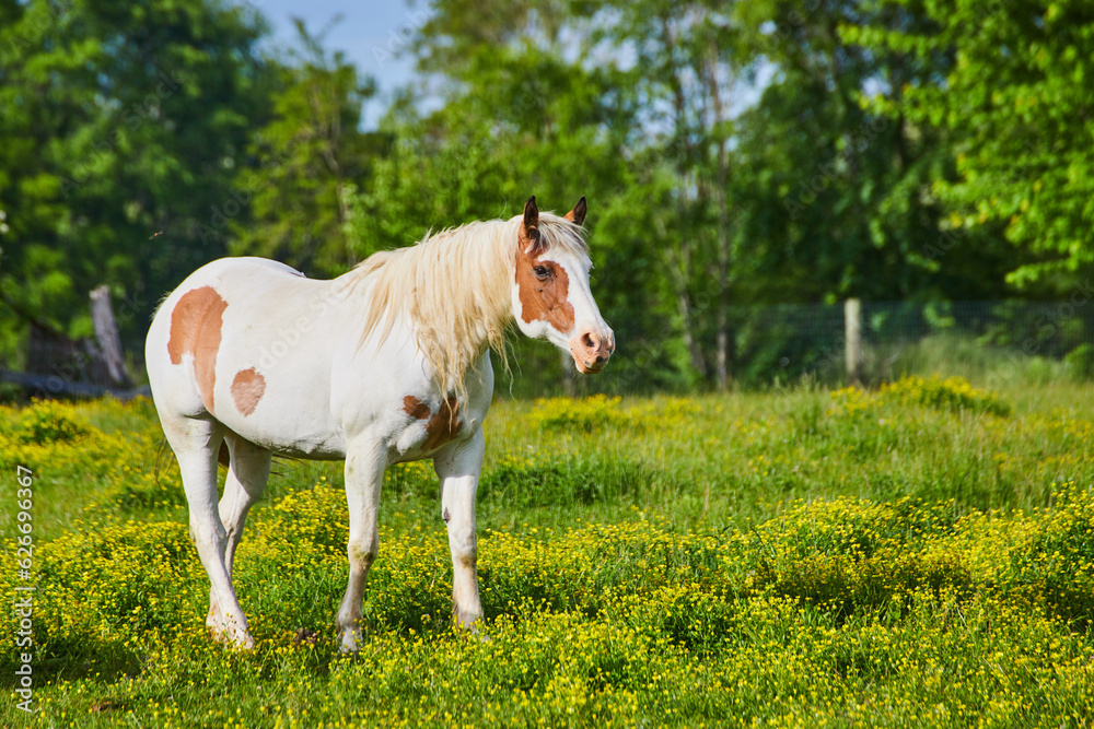 Curious white and brown paint horse with blond mane standing in sunny yellow field