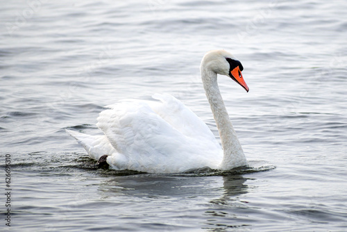 Closeup of a Mute Swan enjoying time at lake Ontario