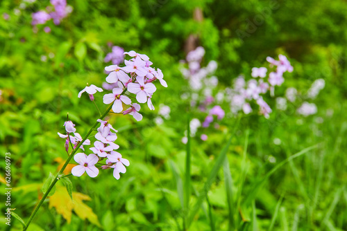 Dames Rocket purple flowers against green plant hilly background asset