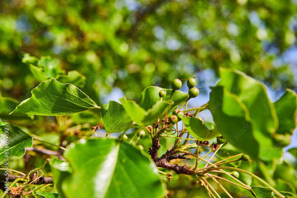 Obraz premium Small budding tree plant summer spring green background asset under blue sky