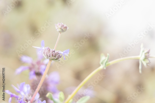 A purple flower © Kaori