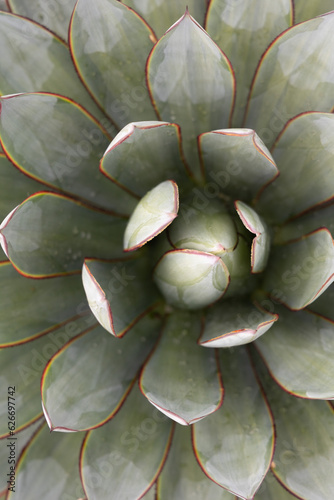 close up of a cactus