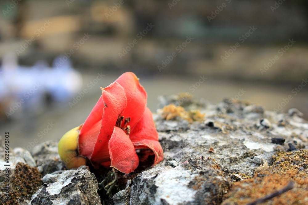 Beautiful Red Flower on The Rock with Blur Background Beautiful Red Flower on The Rock with Blur Background