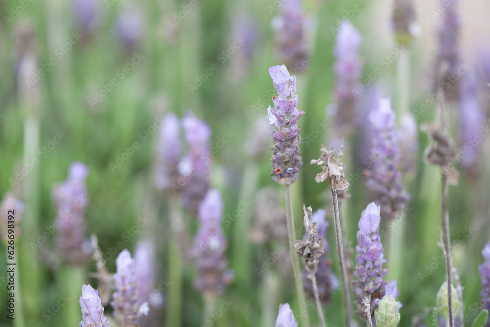 lavender flowers in the garden lavender flowers in the garden