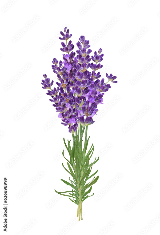 Obraz premium Upright bunch of lavender flowers isolated cutout on transparent