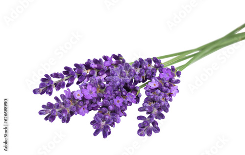 Obraz na plátne Lavender flowers bunch lying horizontally with selective focus isolated cutout