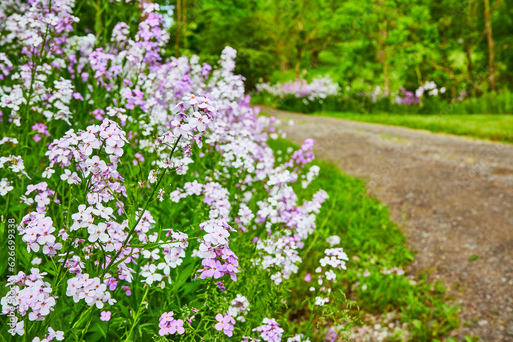 Gorgeous purple Dames Rocket perennial flowers on side of gravel road with distant trees Gorgeous purple Dames Rocket perennial flowers on side of gravel road with distant trees