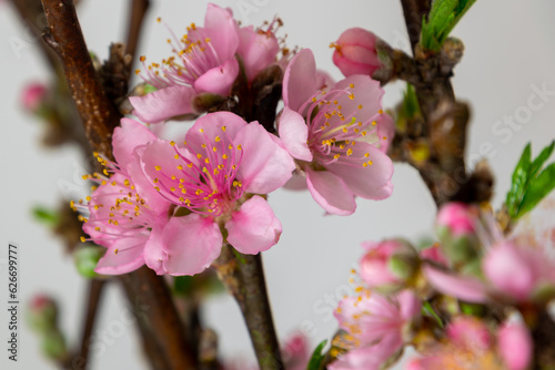 Canvastavla Peach blossom details