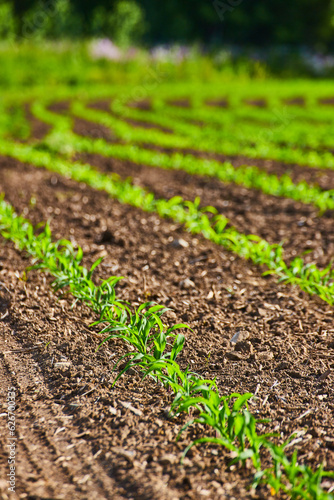 Vertical shot of young sprouts growing in farmers field with brown dirt