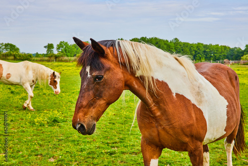 Side view of two brown and white paint horses with one that has multicolored mane