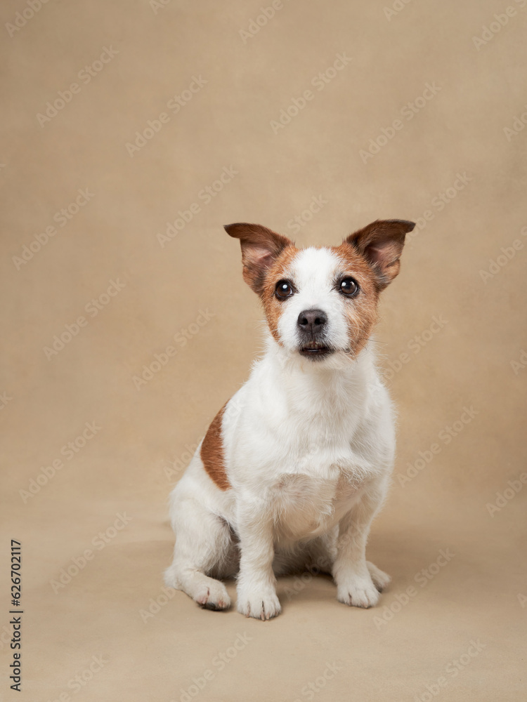 Cute dog on a beige background. Funny jack russell terrier. Pet in the studio Cute dog on a beige background. Funny jack russell terrier. Pet in the studio