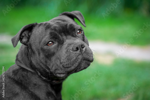 Portrait of black muscular dog half-faced on background of grass. Tired staffordshire bull terrier on walk, sad without active games, lack of attention of owner. Beautiful well-groomed pet, companion