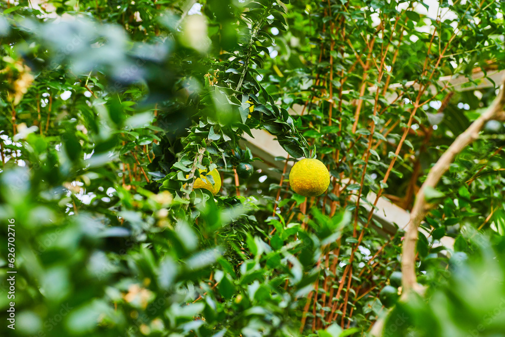 Yellow fruit dangling from leafy tree branch Yellow fruit dangling from leafy tree branch