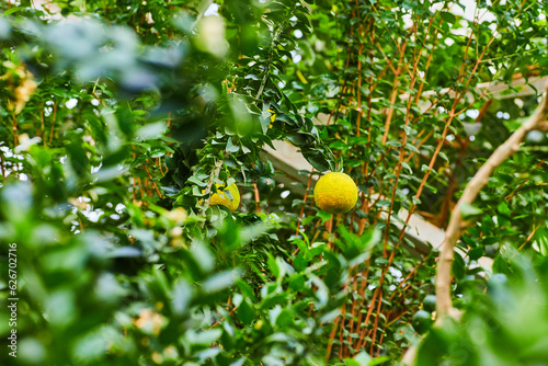 Yellow fruit dangling from leafy tree branch