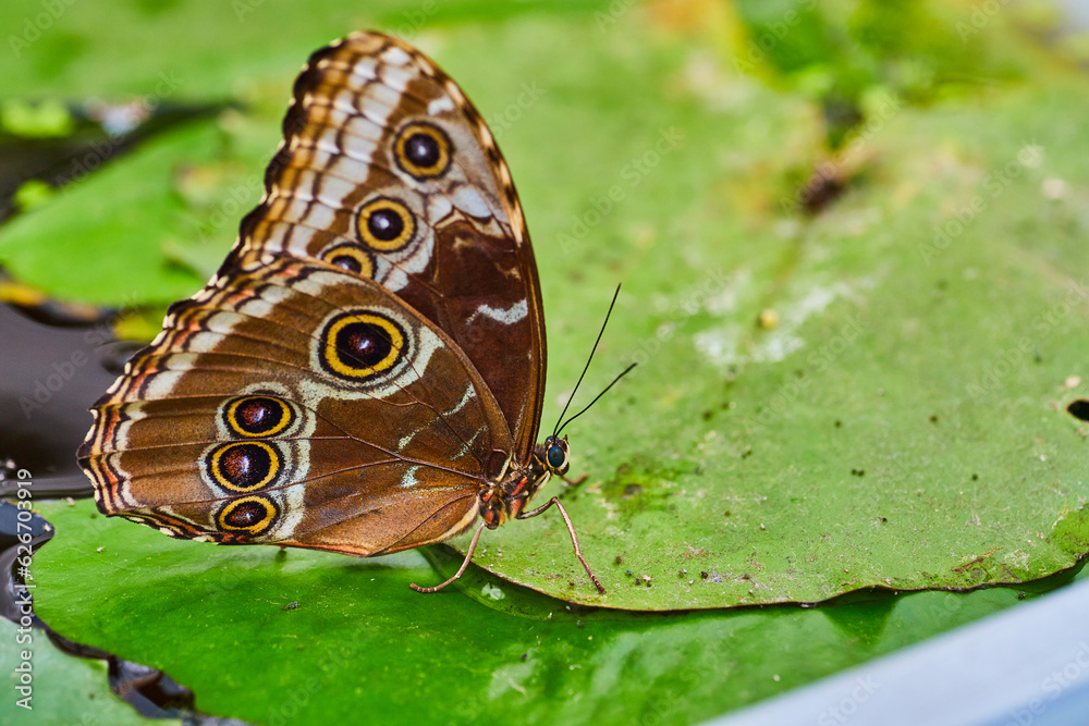 Fototapeta premium Blue Morpho butterfly resting on water lettuce leaf on water with wings closed
