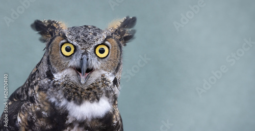 Great Horned Owl: An Intense Close-Up Encounter, Yellow Eyes, Beak, Feathers and Ear Tuffs.  Wildlife Photography.  photo