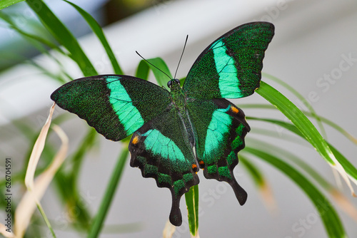 Beautiful Emerald Swallowtail butterfly close up on tiny grass blades
