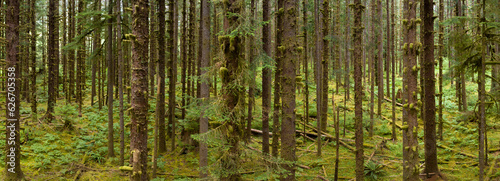 Located on the Olympic Peninsula  the moss-covered Hoh rainforest is one of the largest temperate rainforests in the U.S. Receiving over 100 inches of rain annually  the region is lush with flora.