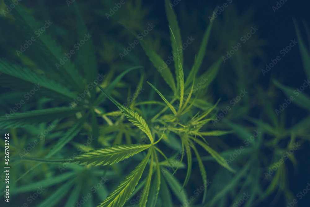 Green weed Marijuana tree cannabis plant narcotic herbal in CBC greenhouse. Hemp leaf made cannabis crude oil medicine farm. CBC, THC herb agriculture Weed leaf Drug. Medicine sustainability concept Green weed Marijuana tree cannabis plant narcotic herbal in CBC greenhouse. Hemp leaf made cannabis crude oil medicine farm. CBC, THC herb agriculture Weed leaf Drug. Medicine sustainability concept