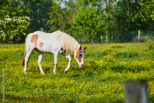 Gorgeous side view of grazing white and brown paint horse in yellow field with distant trees