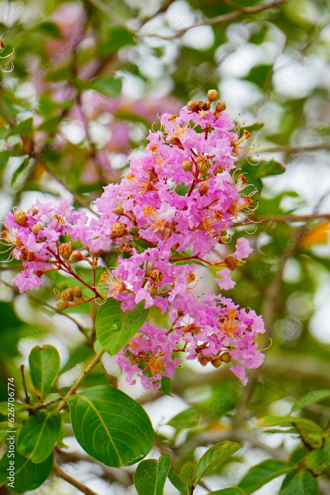 Pink crepe myrtle flower in boom Pink crepe myrtle flower in boom
