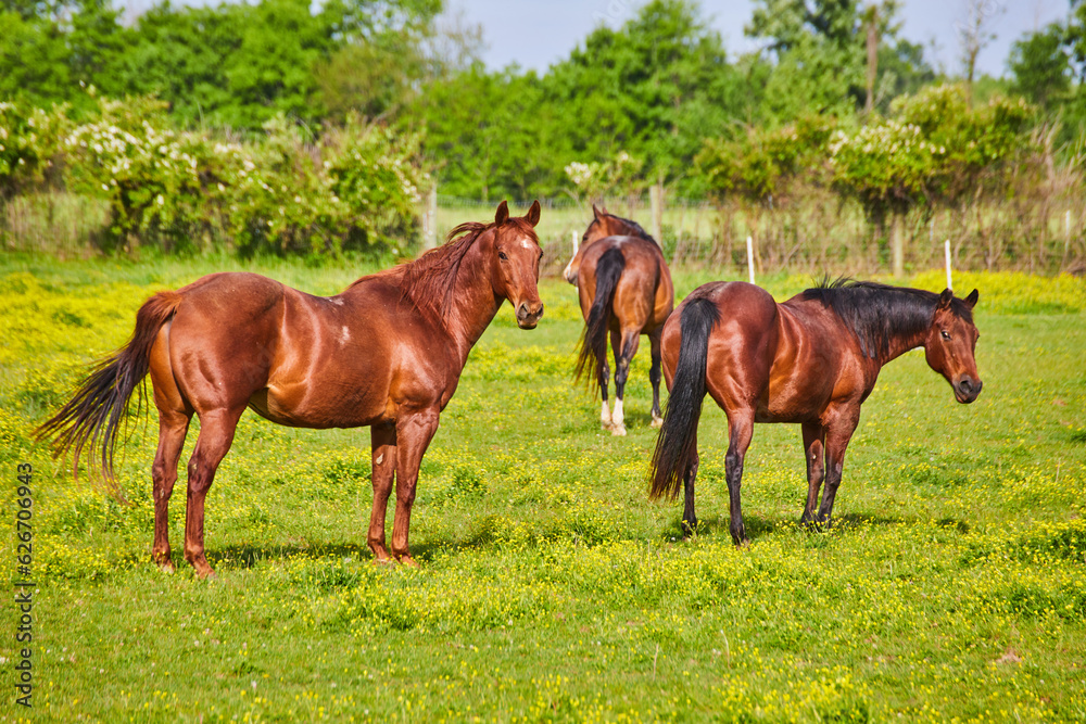 Gorgeous chestnut horses and two with black tail and mane on ranch with yellow sunny field Gorgeous chestnut horses and two with black tail and mane on ranch with yellow sunny field
