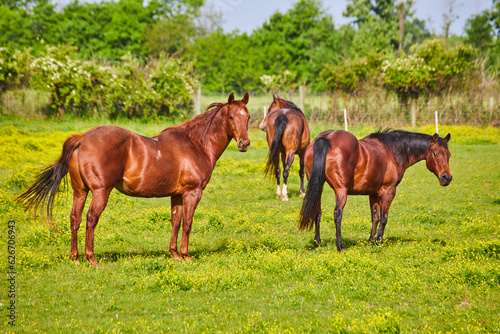 Gorgeous chestnut horses and two with black tail and mane on ranch with yellow sunny field © Nicholas J. Klein