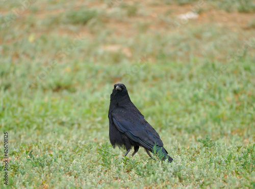 raven on the ground