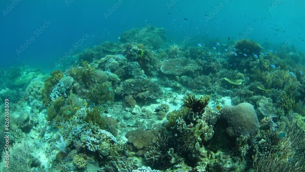 Corals and fish thrive on a shallow reef in Komodo National Park, Indonesia. This beautiful area harbors extraordinary marine biodiversity and is a popular destination for diving and snorkeling. Corals and fish thrive on a shallow reef in Komodo National Park, Indonesia. This beautiful area harbors extraordinary marine biodiversity and is a popular destination for diving and snorkeling.