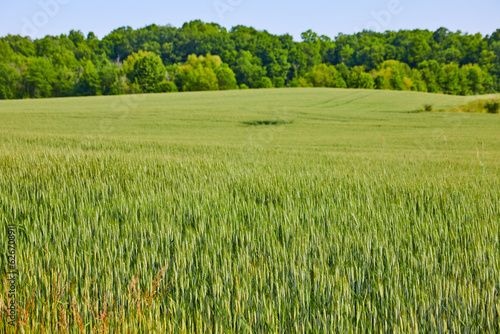 Large field of green grains and hole in center of field with forest background asset