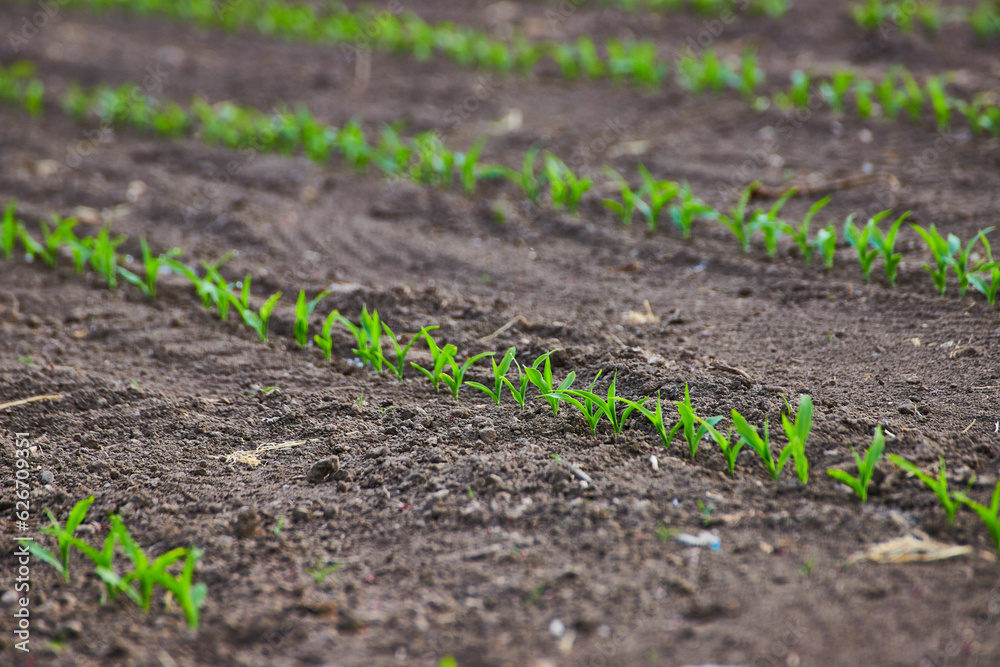 Farm with clean brown dirt rows and tiny green crop plant sprouts in field Farm with clean brown dirt rows and tiny green crop plant sprouts in field