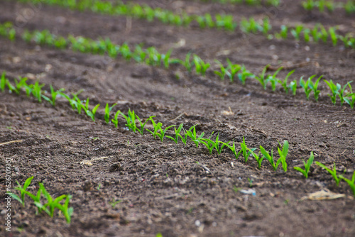Farm with clean brown dirt rows and tiny green crop plant sprouts in field