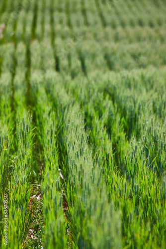 Neat rows of green grains in farmers field background asset