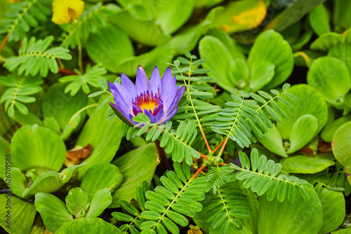Water lettuce and fern leaves around blooming purple and yellow Panama Pacific Waterlily