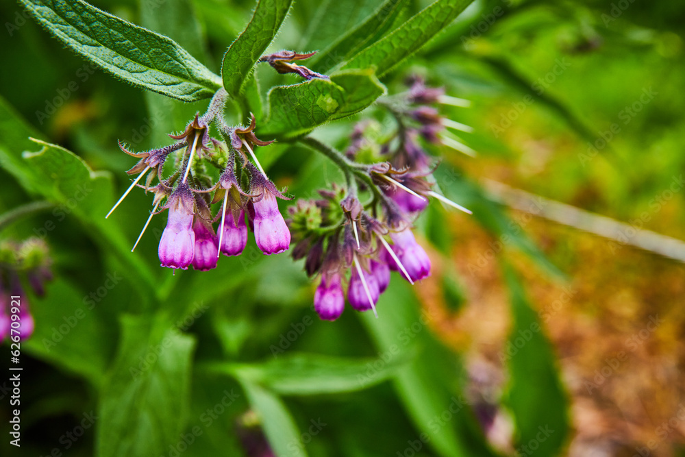 Magenta Common Comfrey blossoming off green leafy foliage with blurred dirt background Magenta Common Comfrey blossoming off green leafy foliage with blurred dirt background