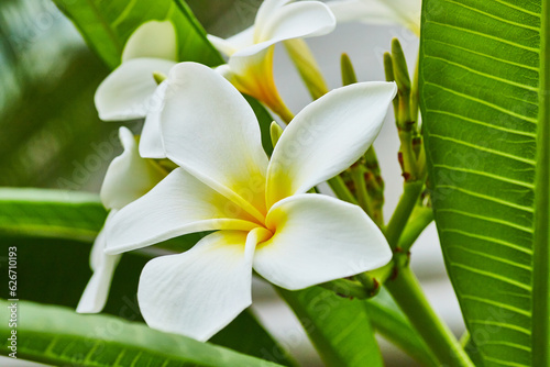Close up of white and yellow flowers on Plumera Alba in tropical setting